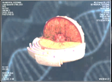 Medical imaging example shown with standard color reproduction